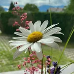 Dolomiten Διαμέρισμα *