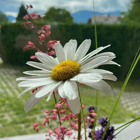 Dolomiten Apartamento *